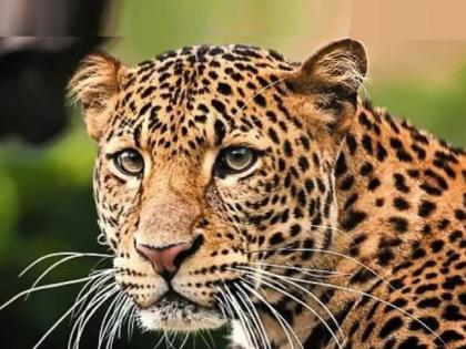 Maharashtra: Leopard spotted on IIT-Bombay campus | Maharashtra: Leopard spotted on IIT-Bombay campus Maharashtra: Leopard spotted on IIT-Bombay campus | Maharashtra: Leopard spotted on IIT-Bombay campus