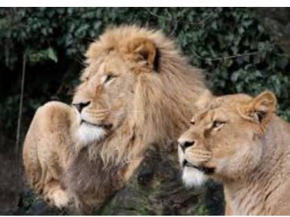 Maharashtra to get lion-lioness pair from Gujarat | Maharashtra to get lion-lioness pair from Gujarat