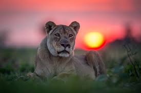 Bernd Kebbel Killed in Lion Attack: German Philanthropist Mauled to Death by Big Cat at Namibia Safari Camp | Bernd Kebbel Killed in Lion Attack: German Philanthropist Mauled to Death by Big Cat at Namibia Safari Camp Bernd Kebbel Killed in Lion Attack: German Philanthropist Mauled to Death by Big Cat at Namibia Safari Camp | Bernd Kebbel Killed in Lion Attack: German Philanthropist Mauled to Death by Big Cat at Namibia Safari Camp