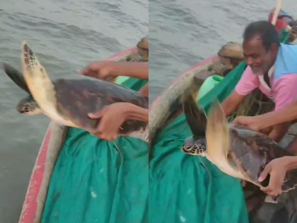 Raigad: Fishermen Release Trapped Olive Ridley Turtle Back to the Sea | Raigad: Fishermen Release Trapped Olive Ridley Turtle Back to the Sea