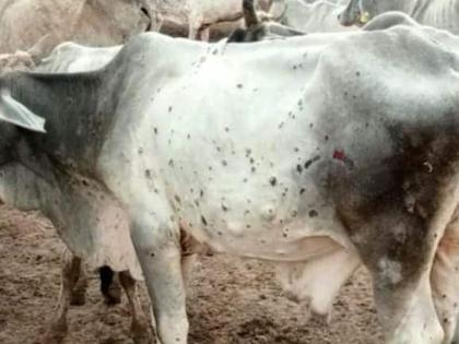 126 cattle reported dead in Maharashtra due to Lumpy Skin Disease | 126 cattle reported dead in Maharashtra due to Lumpy Skin Disease