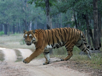 Maharashtra: Full-grown Female Tiger Found Dead, Suspected Poisoning in Pench Tiger Reserve | Maharashtra: Full-grown Female Tiger Found Dead, Suspected Poisoning in Pench Tiger Reserve