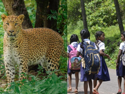 Rising Leopard Attacks Force Ahilyanagar to Change School Timings for Student Safety | Rising Leopard Attacks Force Ahilyanagar to Change School Timings for Student Safety Rising Leopard Attacks Force Ahilyanagar to Change School Timings for Student Safety | Rising Leopard Attacks Force Ahilyanagar to Change School Timings for Student Safety