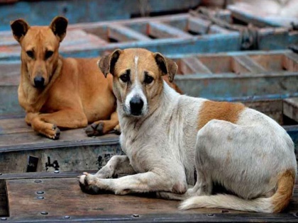 Stray Dog Nuisance Continues: Man Chased by Stray Dogs in Thane’s Prestige Garden Complex | Stray Dog Nuisance Continues: Man Chased by Stray Dogs in Thane’s Prestige Garden Complex