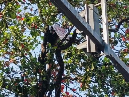 Mumbai: Man Climbs Tree Near Maharashtra Mantralaya Gate