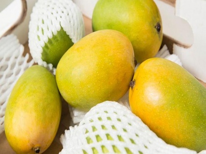 Navi Mumbai: APMC Fruits Market Surges with Over 65,000 Boxes of Alphonso Mangoes | Navi Mumbai: APMC Fruits Market Surges with Over 65,000 Boxes of Alphonso Mangoes