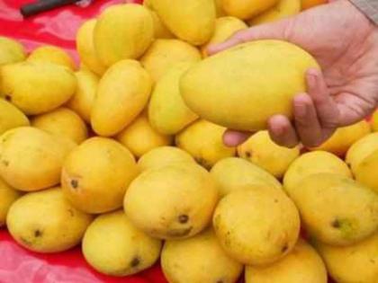 Pune: Mango vendors face FDA action for using calcium carbide | Pune: Mango vendors face FDA action for using calcium carbide