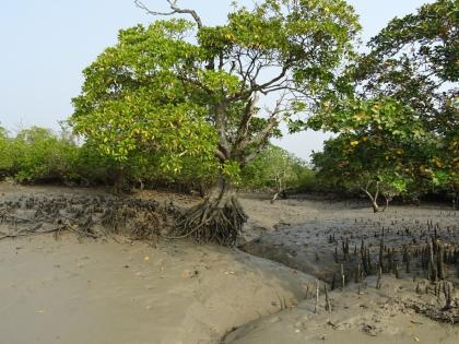 IIT Bombay Study Highlights Mangroves as Natural Shields Against Tsunamis | IIT Bombay Study Highlights Mangroves as Natural Shields Against Tsunamis IIT Bombay Study Highlights Mangroves as Natural Shields Against Tsunamis | IIT Bombay Study Highlights Mangroves as Natural Shields Against Tsunamis