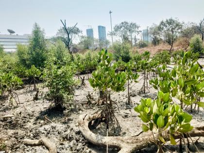 Vashi Marks First Successful Plantation of Asiatic Mangroves on Navi Mumbai Coast | Vashi Marks First Successful Plantation of Asiatic Mangroves on Navi Mumbai Coast Vashi Marks First Successful Plantation of Asiatic Mangroves on Navi Mumbai Coast | Vashi Marks First Successful Plantation of Asiatic Mangroves on Navi Mumbai Coast