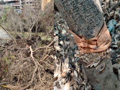 Mira Road: Mangroves Poisoned and Illegally Cut in Bhayandar, Environmental Activists Demand Action | Mira Road: Mangroves Poisoned and Illegally Cut in Bhayandar, Environmental Activists Demand Action