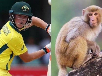 Australia's Fraser-McGurk to return home after monkey attack | Australia's Fraser-McGurk to return home after monkey attack