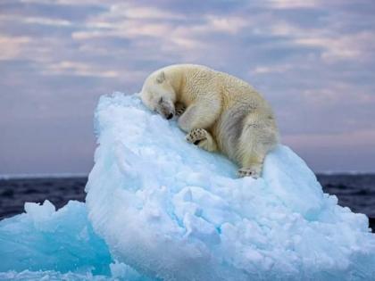 Sleeping Polar Bear Wins Wildlife Photography Award | Sleeping Polar Bear Wins Wildlife Photography Award