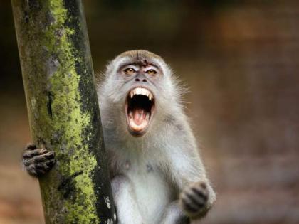 Monkey Attack: Monkey attacks at least 28 people in Khandala, captured | Monkey Attack: Monkey attacks at least 28 people in Khandala, captured