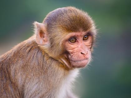 Monkey Attack in Bareilly: Man Dies After Falling from Terrace While Saving His Wife In Uttar Pradesh | Monkey Attack in Bareilly: Man Dies After Falling from Terrace While Saving His Wife In Uttar Pradesh Monkey Attack in Bareilly: Man Dies After Falling from Terrace While Saving His Wife In Uttar Pradesh | Monkey Attack in Bareilly: Man Dies After Falling from Terrace While Saving His Wife In Uttar Pradesh