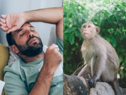 Monkey Fever: Two Deaths Reported in Karnataka, 49 Infected | Monkey Fever: Two Deaths Reported in Karnataka, 49 Infected