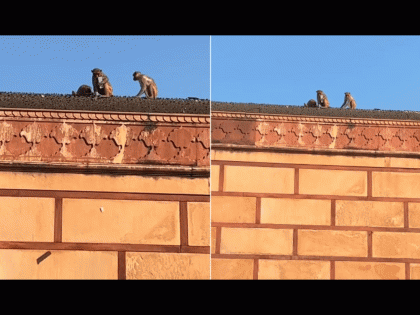 Monkeys With iPhone: Phone Exchanged for Frooti in Playful Rooftop Comedy at Vrindavan Temple (Watch Video) | Monkeys With iPhone: Phone Exchanged for Frooti in Playful Rooftop Comedy at Vrindavan Temple (Watch Video)