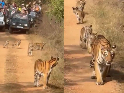 Nagpur Tiger Video: Tourist Jeeps Surround Tigress and Cubs at Umred-Paoni-Karhandla Wildlife Sanctuary, Drivers and Guides Suspended (Watch)