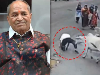 Nashik: Elderly Man Killed, Another Seriously Injured in Stray Cow Attack; Shocking Video Surfaces | Nashik: Elderly Man Killed, Another Seriously Injured in Stray Cow Attack; Shocking Video Surfaces