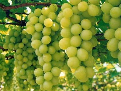 Nashik's Grape Exports Soar Despite Shipment Hurdles | Nashik's Grape Exports Soar Despite Shipment Hurdles
