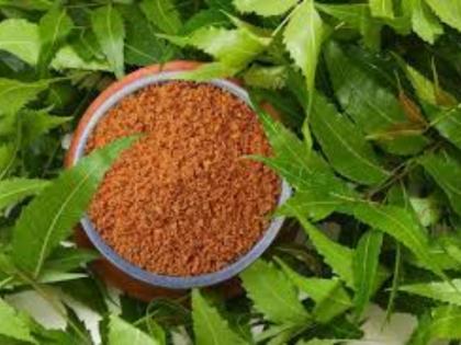 Gudi Padwa 2025: Know Why Neem Leaves and Jaggery Are Eaten On The First Day of Marathi New Year | Gudi Padwa 2025: Know Why Neem Leaves and Jaggery Are Eaten On The First Day of Marathi New Year Gudi Padwa 2025: Know Why Neem Leaves and Jaggery Are Eaten On The First Day of Marathi New Year | Gudi Padwa 2025: Know Why Neem Leaves and Jaggery Are Eaten On The First Day of Marathi New Year