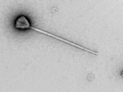 PelV-1: Scientists Discover Ocean Virus with Tail 19 Times Longer Than COVID-19 | PelV-1: Scientists Discover Ocean Virus with Tail 19 Times Longer Than COVID-19 PelV-1: Scientists Discover Ocean Virus with Tail 19 Times Longer Than COVID-19 | PelV-1: Scientists Discover Ocean Virus with Tail 19 Times Longer Than COVID-19