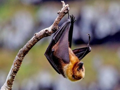 NIV team detects Nipah virus in two bat species in Maharashtra | NIV team detects Nipah virus in two bat species in Maharashtra