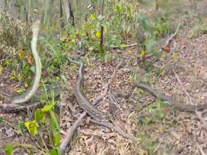 Viral Video! Woman finds four snakes fighting for affection of one female snake | Viral Video! Woman finds four snakes fighting for affection of one female snake