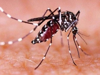 25 Zika virus cases reported in Kanpur, special ward set up in hospital | 25 Zika virus cases reported in Kanpur, special ward set up in hospital