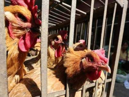 Bird Flu Threat: 100 chickens die at poultry farm in Shahapur tehsil | Bird Flu Threat: 100 chickens die at poultry farm in Shahapur tehsil