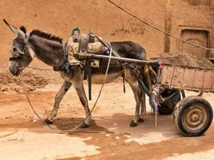 Man seeks permission from boss to go to work on a donkey | Man seeks permission from boss to go to work on a donkey