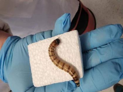Plastic eating superworms offer hope for recycling | Plastic eating superworms offer hope for recycling