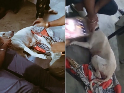 Man rapes dog in Greater Noida, accused arrested after neighbours raises alert! | Man rapes dog in Greater Noida, accused arrested after neighbours raises alert!