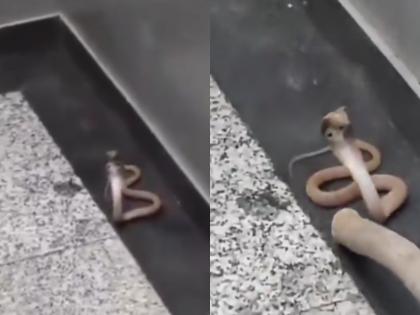 Watch: Cobra Welcomes Residents Inside Lift In Noida’s Society; Rescued After Swift Operation | Watch: Cobra Welcomes Residents Inside Lift In Noida’s Society; Rescued After Swift Operation