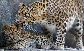 In 365 days, 159 leopards were died in the state | In 365 days, 159 leopards were died in the state