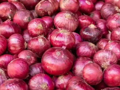 Government Allows Export of 99,150 Metric Tons of Onions to Six Nations | Government Allows Export of 99,150 Metric Tons of Onions to Six Nations