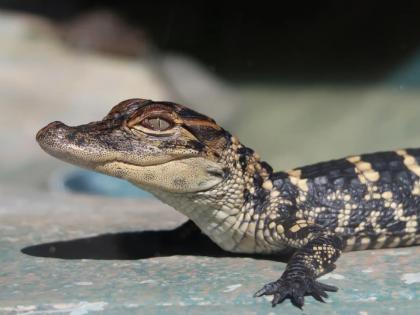 Mumbai: Baby crocodile rescued from chawl in Mulund | Mumbai: Baby crocodile rescued from chawl in Mulund