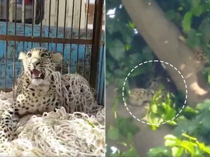 Panther Spotted in Punjab: Big Cat Captured by Wildlife Department in Nangal After Intense Rescue Operation (Watch) | Panther Spotted in Punjab: Big Cat Captured by Wildlife Department in Nangal After Intense Rescue Operation (Watch)