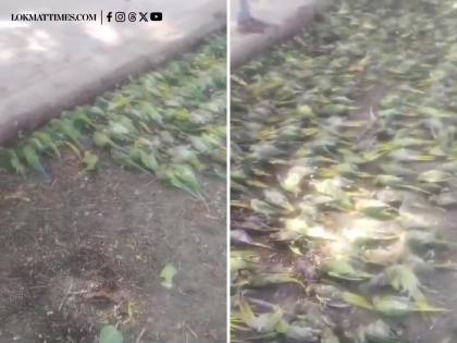 Jhansi: Over 100 Parrots Die Due to Massive Storm in Uttar Pradesh; Disturbing Video Surfaces | Jhansi: Over 100 Parrots Die Due to Massive Storm in Uttar Pradesh; Disturbing Video Surfaces Jhansi: Over 100 Parrots Die Due to Massive Storm in Uttar Pradesh; Disturbing Video Surfaces | Jhansi: Over 100 Parrots Die Due to Massive Storm in Uttar Pradesh; Disturbing Video Surfaces