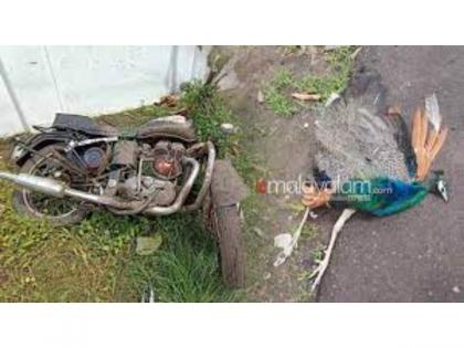 Shocking! Peacock hits man on bike in Thrissur, both die | Shocking! Peacock hits man on bike in Thrissur, both die