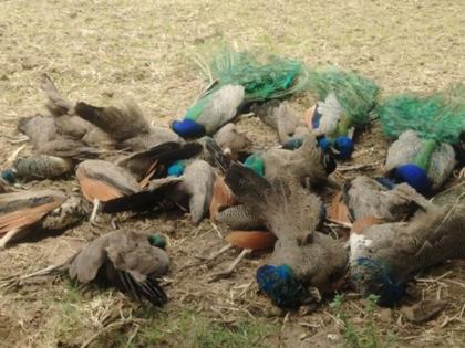 Karnataka: 20 Peacocks Found Dead in Hanumanthapura Village | Karnataka: 20 Peacocks Found Dead in Hanumanthapura Village