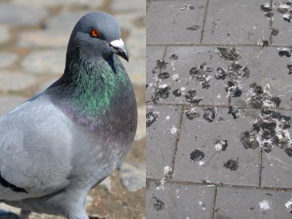 Feeding Pigeons Can Be Harmful: Know the Diseases Spread by Their Droppings | Feeding Pigeons Can Be Harmful: Know the Diseases Spread by Their Droppings Feeding Pigeons Can Be Harmful: Know the Diseases Spread by Their Droppings | Feeding Pigeons Can Be Harmful: Know the Diseases Spread by Their Droppings