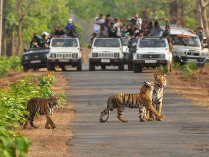 Mobile Phone Ban in Pench, Navegaon-Nagzira Reserves After Tigress and Cubs Cornered by Safari Vehicles at Wildlife Sanctuary in Nagpur (VIDEO) | Mobile Phone Ban in Pench, Navegaon-Nagzira Reserves After Tigress and Cubs Cornered by Safari Vehicles at Wildlife Sanctuary in Nagpur (VIDEO) Mobile Phone Ban in Pench, Navegaon-Nagzira Reserves After Tigress and Cubs Cornered by Safari Vehicles at Wildlife Sanctuary in Nagpur (VIDEO) | Mobile Phone Ban in Pench, Navegaon-Nagzira Reserves After Tigress and Cubs Cornered by Safari Vehicles at Wildlife Sanctuary in Nagpur (VIDEO)