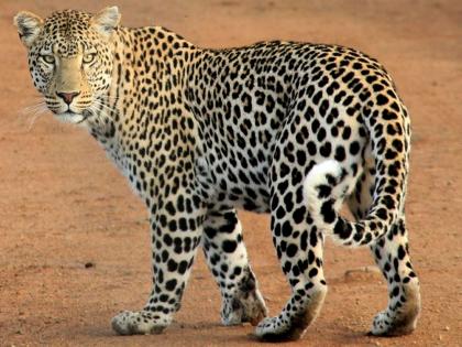 Leopard sighting triggers panic among villagers in Palghar, school shut | Leopard sighting triggers panic among villagers in Palghar, school shut Leopard sighting triggers panic among villagers in Palghar, school shut | Leopard sighting triggers panic among villagers in Palghar, school shut