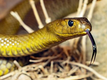Viral Video: Snake Found Inside Train Toilet, Internet Reacts | Viral Video: Snake Found Inside Train Toilet, Internet Reacts Viral Video: Snake Found Inside Train Toilet, Internet Reacts | Viral Video: Snake Found Inside Train Toilet, Internet Reacts