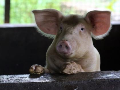 African swine fever reported in Kerala's Wayanad district | African swine fever reported in Kerala's Wayanad district