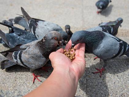 Mumbai Kabutarkhana Row: Police Arrest Dadar Man for Feeding Pigeons from His Car | Mumbai Kabutarkhana Row: Police Arrest Dadar Man for Feeding Pigeons from His Car Mumbai Kabutarkhana Row: Police Arrest Dadar Man for Feeding Pigeons from His Car | Mumbai Kabutarkhana Row: Police Arrest Dadar Man for Feeding Pigeons from His Car