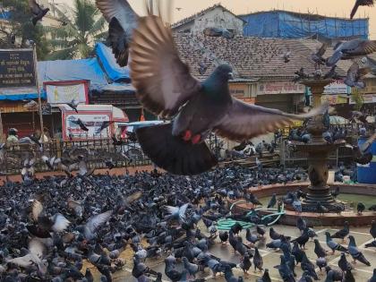 Mumbai: Feeding Pigeons at Kabutarkhanas Can Cost Rs 500; 107 People Fined by BMC in First Half of July | Mumbai: Feeding Pigeons at Kabutarkhanas Can Cost Rs 500; 107 People Fined by BMC in First Half of July Mumbai: Feeding Pigeons at Kabutarkhanas Can Cost Rs 500; 107 People Fined by BMC in First Half of July | Mumbai: Feeding Pigeons at Kabutarkhanas Can Cost Rs 500; 107 People Fined by BMC in First Half of July