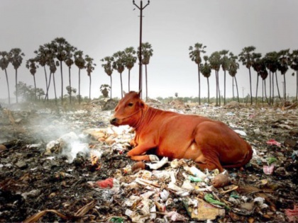 Cow dies after consuming 18kg plastic | Cow dies after consuming 18kg plastic