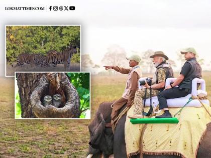 World Wildlife Day 2025: PM Narendra Modi Goes on Lion Safari in Gujarat | World Wildlife Day 2025: PM Narendra Modi Goes on Lion Safari in Gujarat World Wildlife Day 2025: PM Narendra Modi Goes on Lion Safari in Gujarat | World Wildlife Day 2025: PM Narendra Modi Goes on Lion Safari in Gujarat