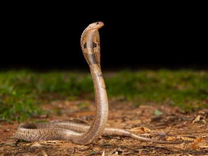 IISc Scientists Develop a Single Synthetic Human Antibody Against Highly Toxic Snake Bites | IISc Scientists Develop a Single Synthetic Human Antibody Against Highly Toxic Snake Bites